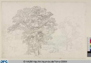 Baumlandschaft mit einer hohen Eichengruppe