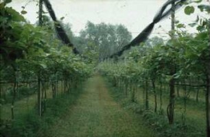 Fotografie: Weinbau, Kulturtechnik