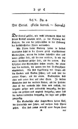 ¬Der¬ Serval : (Felis Serval - Serval) ; Taf. V, Fig. 4