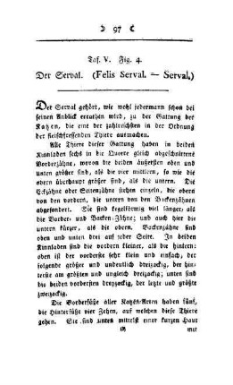 ¬Der¬ Serval : (Felis Serval - Serval) ; Taf. V, Fig. 4