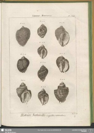 Pl. 396. Licorne. Monoceros