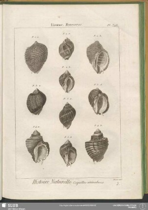 Pl. 396. Licorne. Monoceros