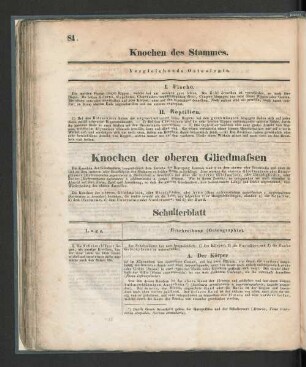 Knochen der oberen Gliedmassen