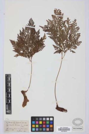 Davallia canariensis (L.) Sm.