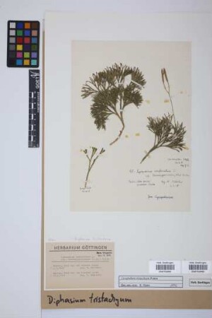 Diphasiastrum tristachyum (Pursh) J. Holub