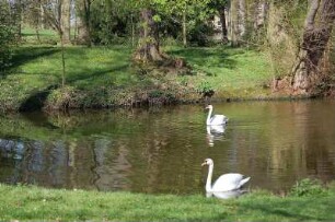 Ballenstedt - Schlosspark mit Schwänen : Schwanenpaar im 29 Hektar grossen denkmalgeschützten Schlosspark von Ballenstedt, Sachsen-Anhalt. Park wurde 1765 im englischen Landschaftstil umgestaltet. Aufgenommen in Ballenstedt 2007