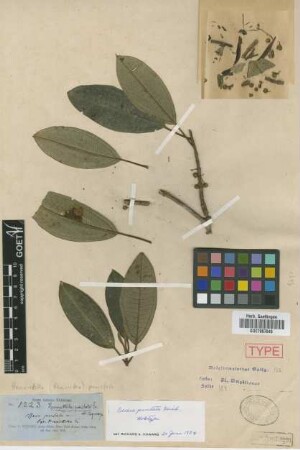 Henriettella punctata (Griseb.) Triana [holotype]