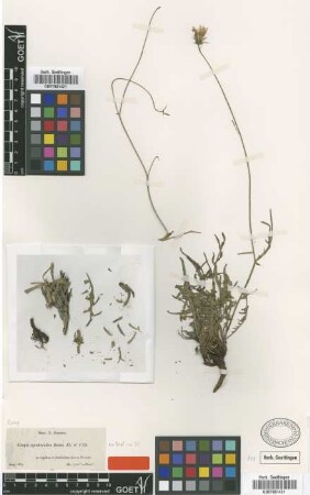Crepis oporinoides Boiss. ex Froel. in DC. [type]