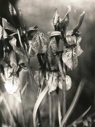 Sibirische Schwertlilie (Iris sibirica), auch Wiesen-Schwertlilie. Blüten, wohl im Osterzgebirge bei Gottleuba