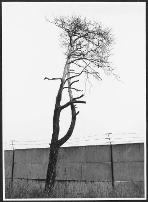 Baum vor Mauer der verlassenen GUS-Liegenschaften