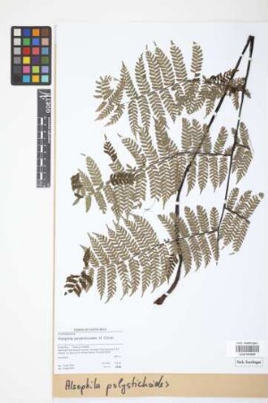 Alsophila polystichoides Christ