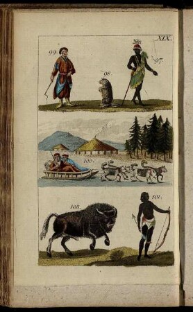 Taf. XIX. - Tab. XXII. Fig. 120.