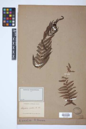 Alsophila excelsa R.Br.