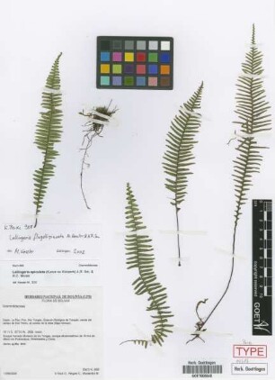 Lellingeria flagellipinnata M.Kessler & A.R.Sm. [paratype]