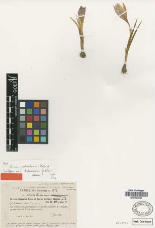 Crocus balcanensis Janka [isotype]