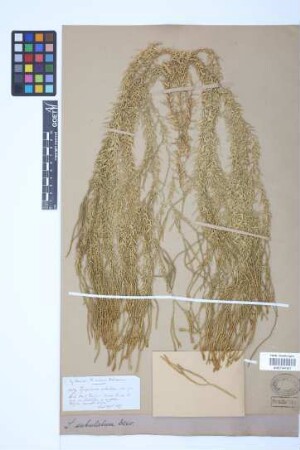 Phlegmariurus subulatus (Desv. ex Poir.) B. &Oslash;llg.