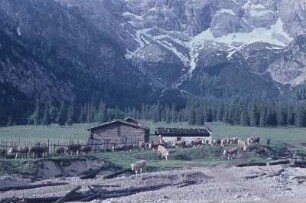 Mittenwald. Kühe auf der Alm