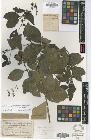 Mascagnia psilophylla (A. Juss.) Griseb.
