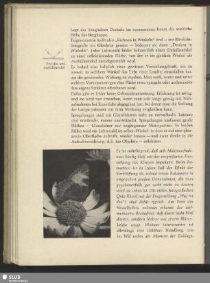 Nesselfalter auf Hellenium, Vanessa uttica