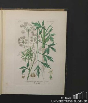 Umbelliferae. Petroselinum sativum, Hoffm. Petersilie.