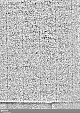 Lilienschild + IESV / LW = S.13/14