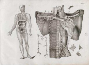 Lymphgefässe