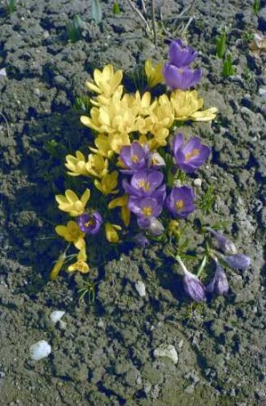 Düdingen: blühender Krokus