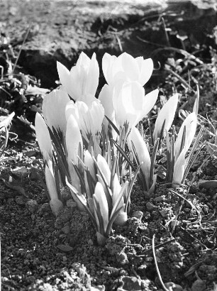 Diverse Blumen und Blüten. Krokusse