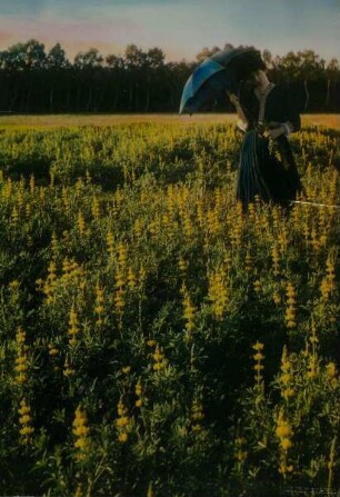 Fräulein Jungmann in den Lupinen