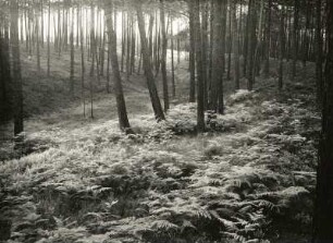 Oberlausitzer Heide. Gieser, z.T. wassergefüllt, südwestlich Zeißholz (geschloss. Hohlform im Bereich gestauchter Braunkohlenflöze) Nr.4