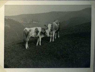 Album: Allerlei