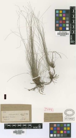 Scirpus crinalis Griseb. [type]