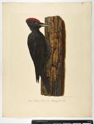 Picus Martius. Linn. Der Schwarzspecht. Mas. - Schwarzspecht. Dryocopus martius; mas. - Zeichner und Stecher: Ambrosius Gabler
