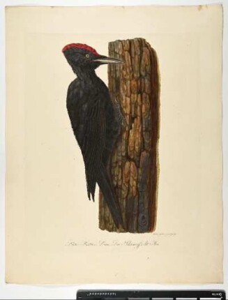 Picus Martius. Linn. Der Schwarzspecht. Mas. - Schwarzspecht. Dryocopus martius; mas. - Zeichner und Stecher: Ambrosius Gabler