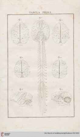 Tabula Prima – Quinta