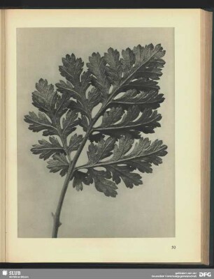 Chrysanthemum parthenium
