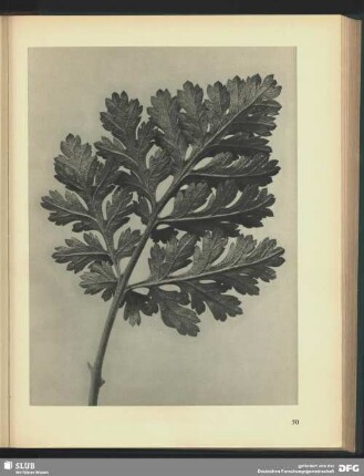 Chrysanthemum parthenium