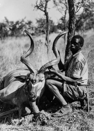 Erlegte Kuduantilope : Ein Mann präsentiert eine erlegte Kuduantilope.
