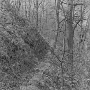 Frühlingsbilder : Oberlausitz. Unbekannter Ort. Waldweg