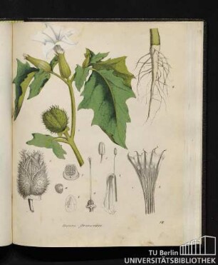 Datura stramonium.