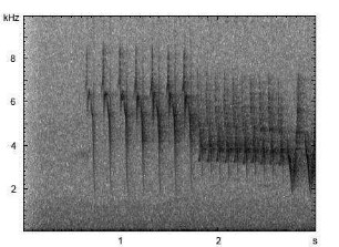 Buchfink | Fringilla coelebs - Ruf, Gesang
