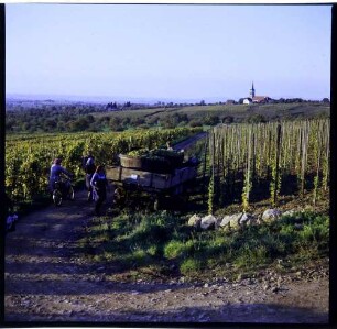 Ballrechten-Dottingen, Ballrechten: Wagen [voller Erntewagen] im Weinberg, Hintergrund Ballrechten