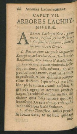 Caput VII. Arbores Lachrymiferae.