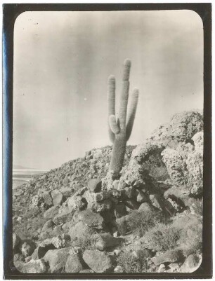 Ein Cereus Pasacana im Süden von Coipasa