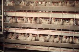 Fotografie: Tierproduktionsverfahren, Legehennenhaltung