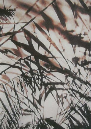Binsen und Schilf experimentell