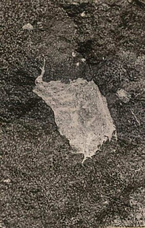 Erzgebirge. Ascherhübel, Basalt mit Porphyreinschluss, bei Tharandt