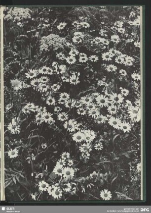 Margeriten