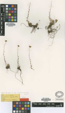 Anthemis smyrnaea Boiss. [syntype]