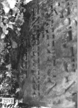 Grabstein 257 (Index: 99799911) Material: Sandstein Zustand: angeschlagen, verwittert, teilw. eingesunken Maße HxBxT: 77x56x8 cm Beschreibung: Stele, eingezogener Rundbogenabschluß: Grabstein 257A